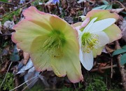 21 Helleborus niger (Ellebori) in fruttescenza